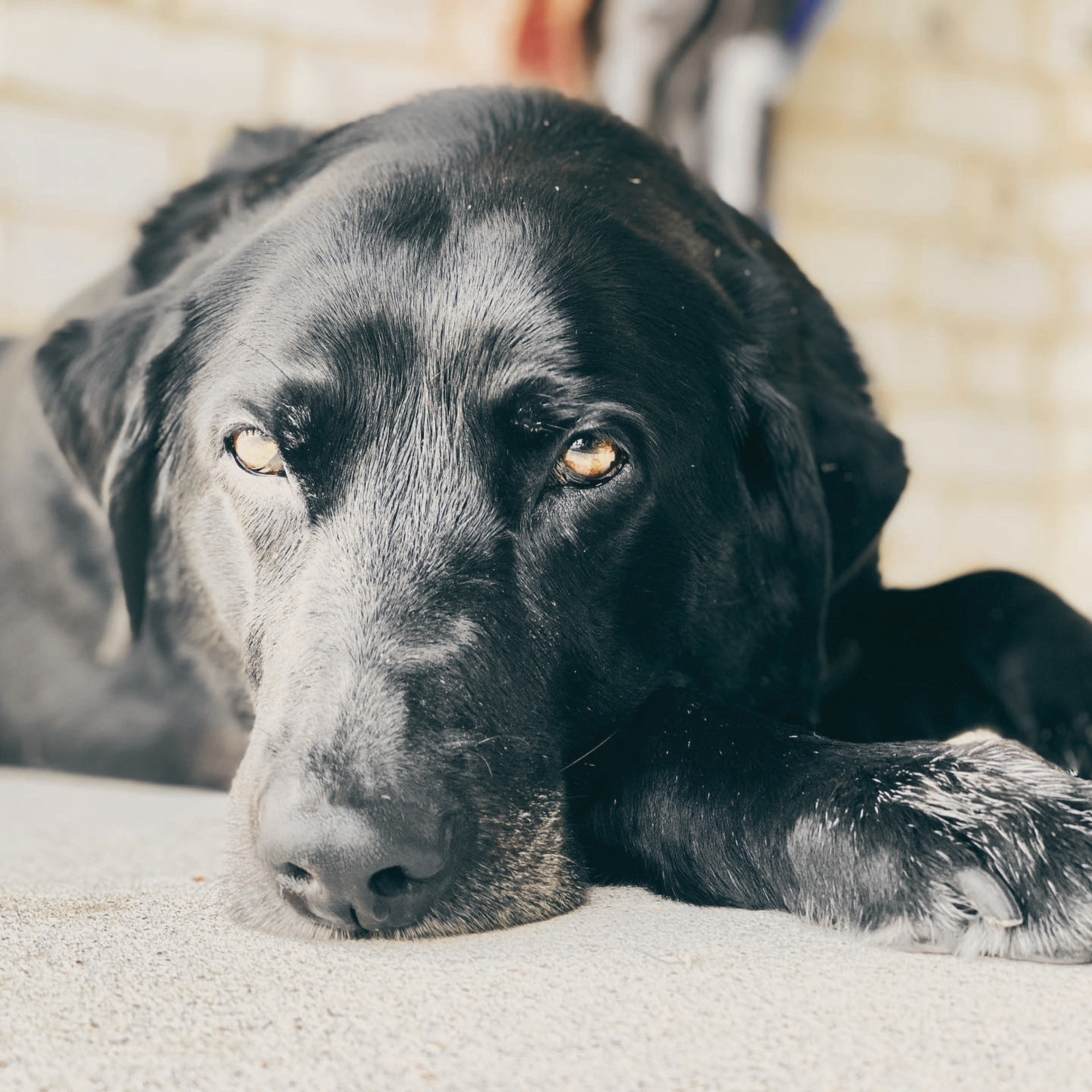 Gigi, a black dog resting her head on the floor with gentle eyes