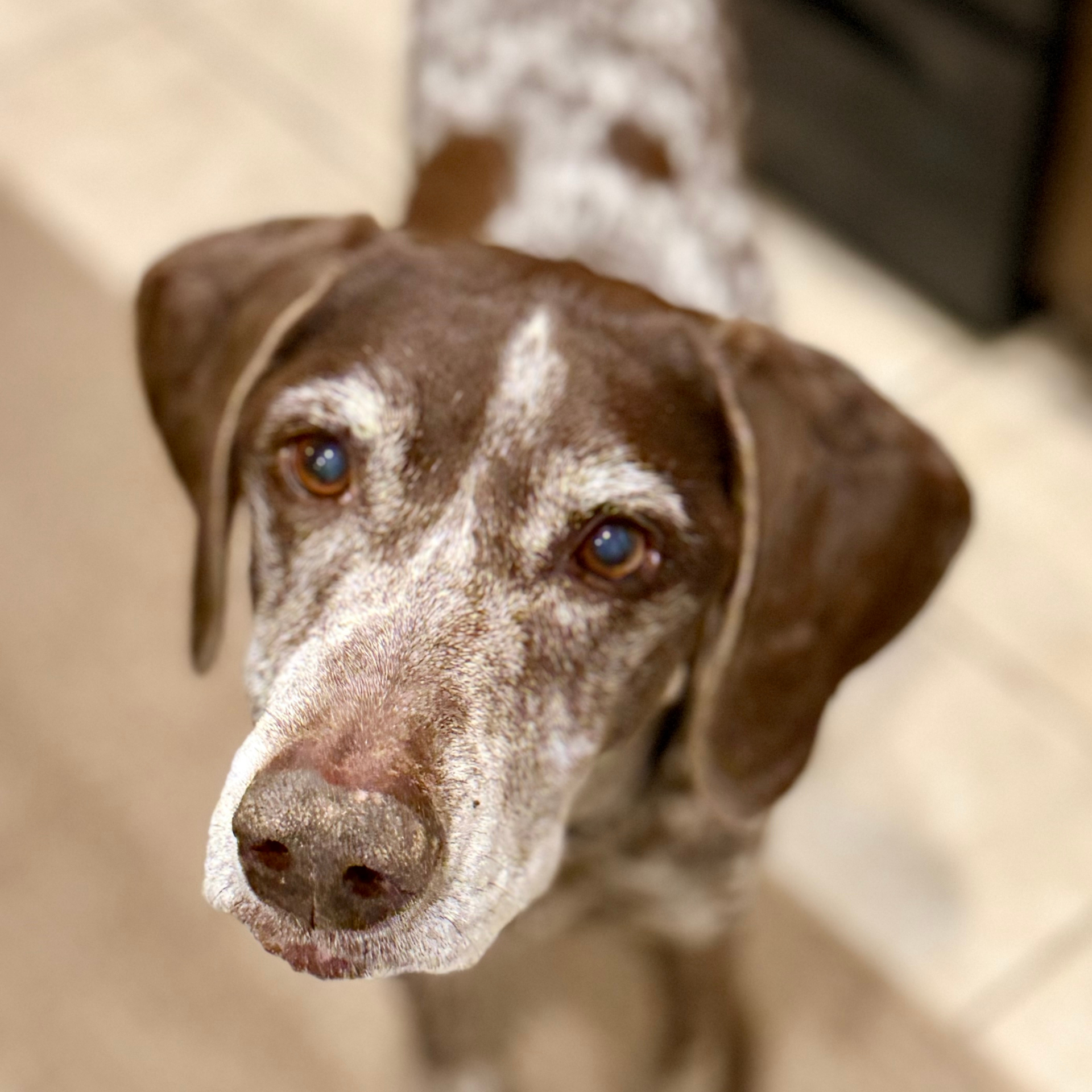 Gunner, a senior German Shorthaired Pointer with soulful brown eyes