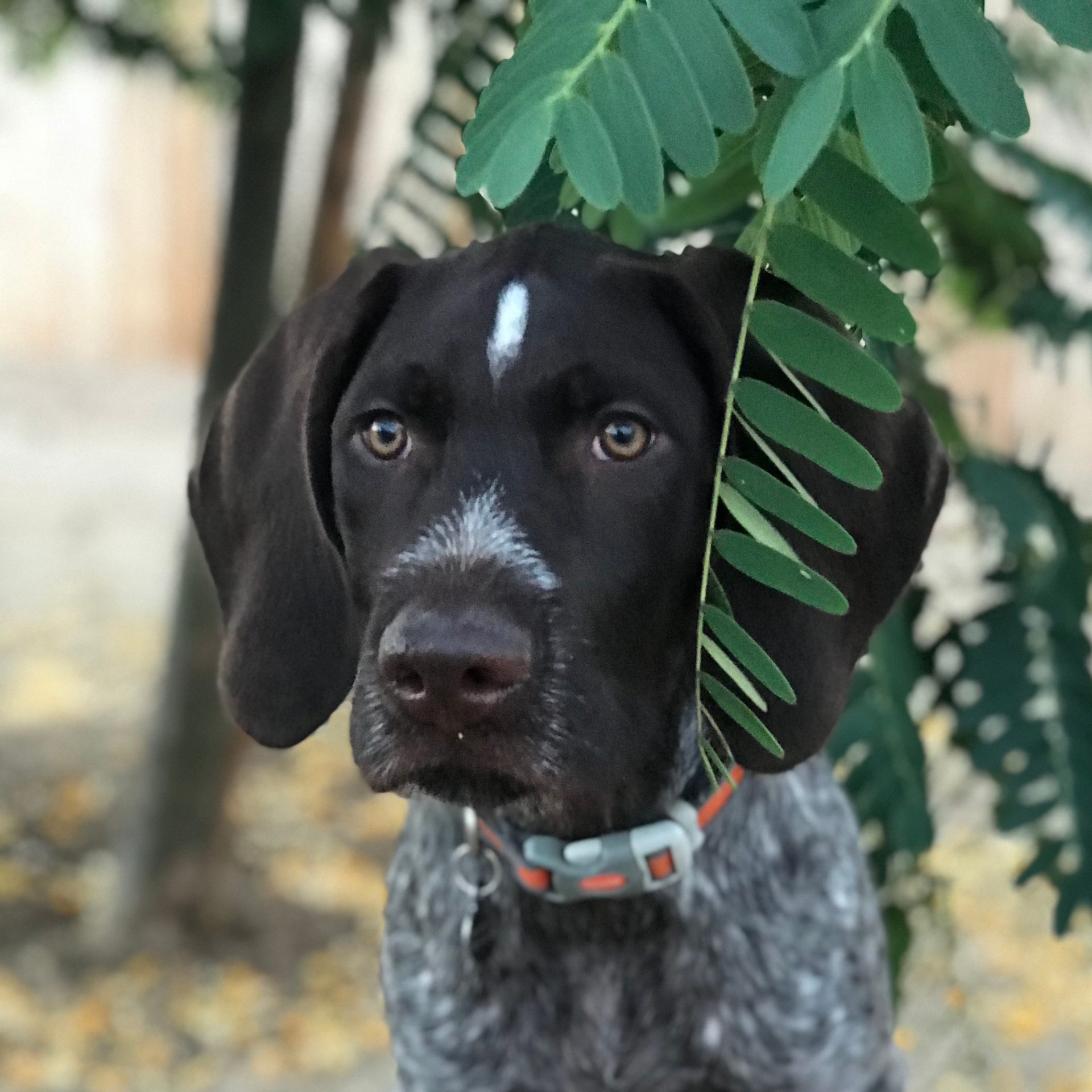 Tucker, a black and gray spotted dog, with a green leaf above his head