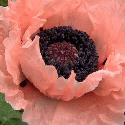 Garden: Where Aphids don't belong