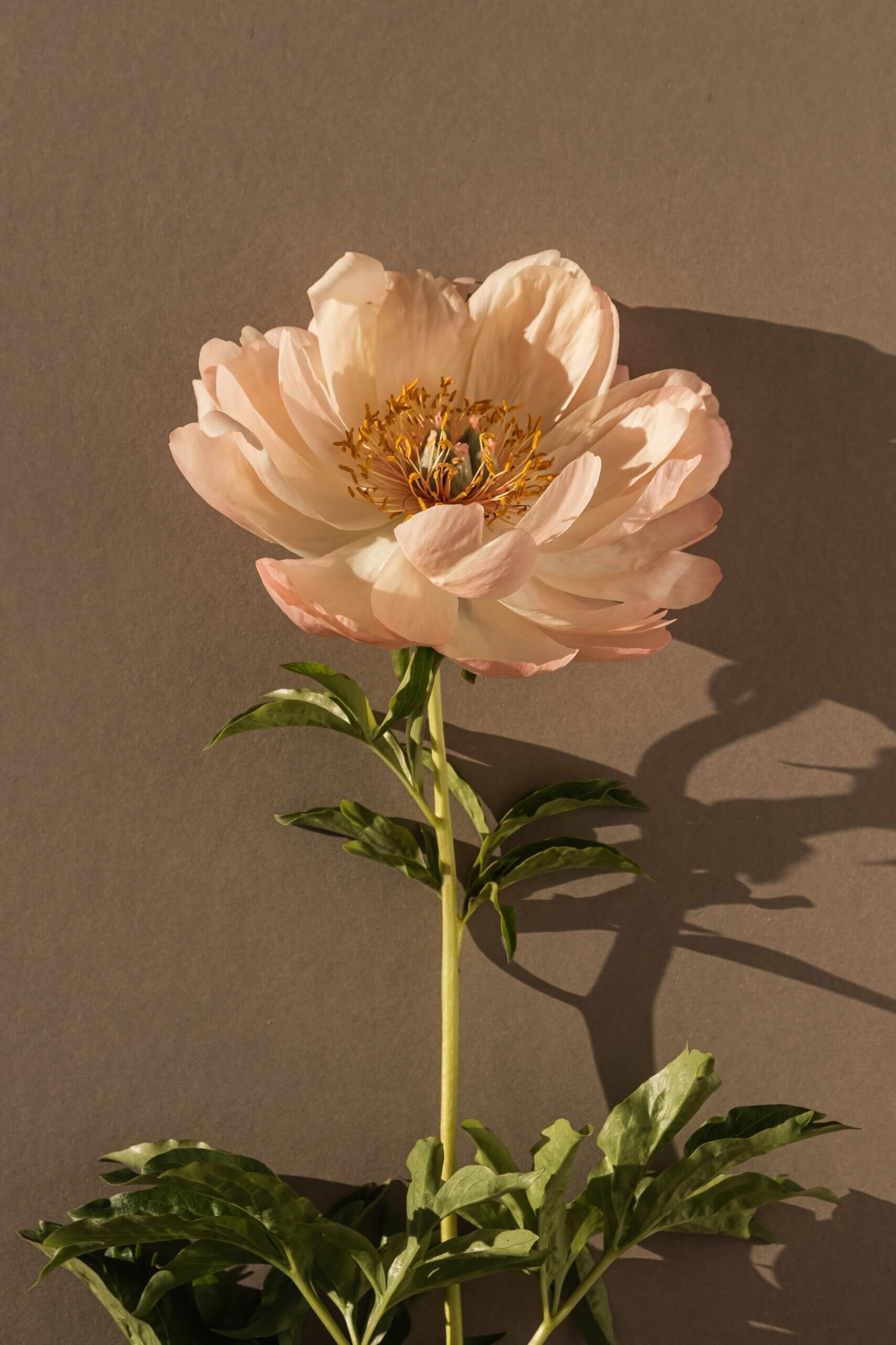 peonies