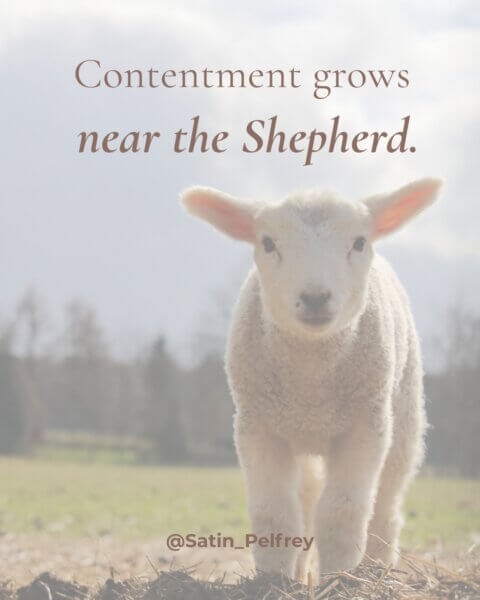 contentment near the shepherd psalm 23 lamb in field devotional